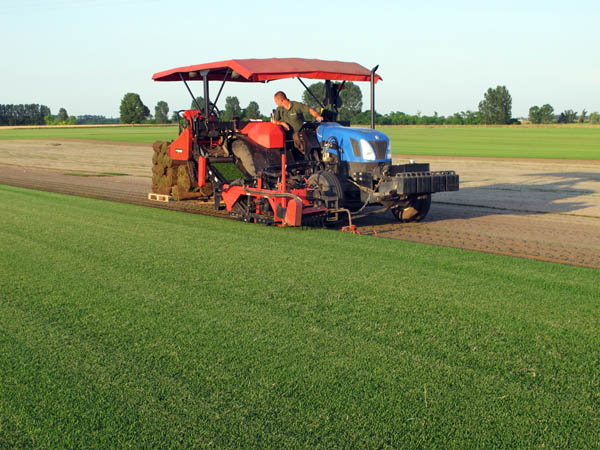 Cutting of small rolls