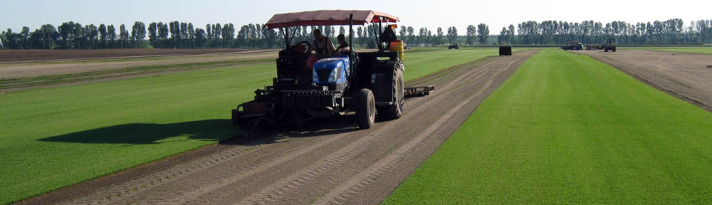 Cutting of small rolls