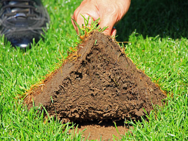 Strong rootformation