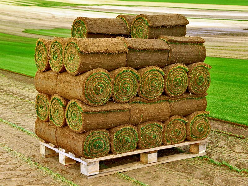 Small Rolls