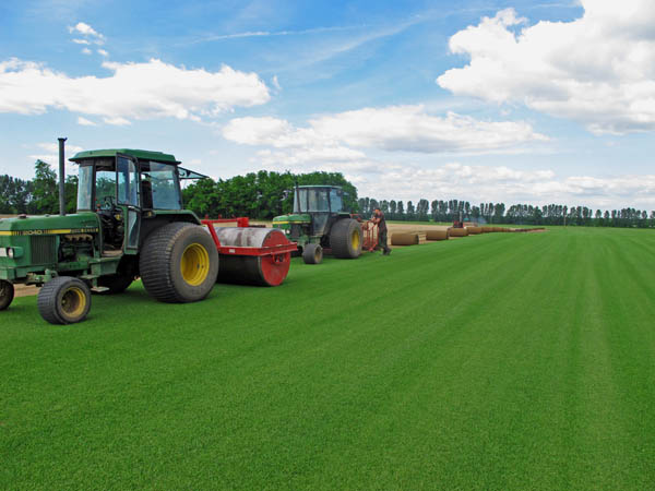 Cutting of turfgrass