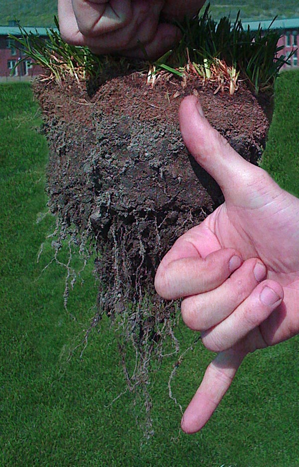 root formation